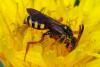 Nomada sp.